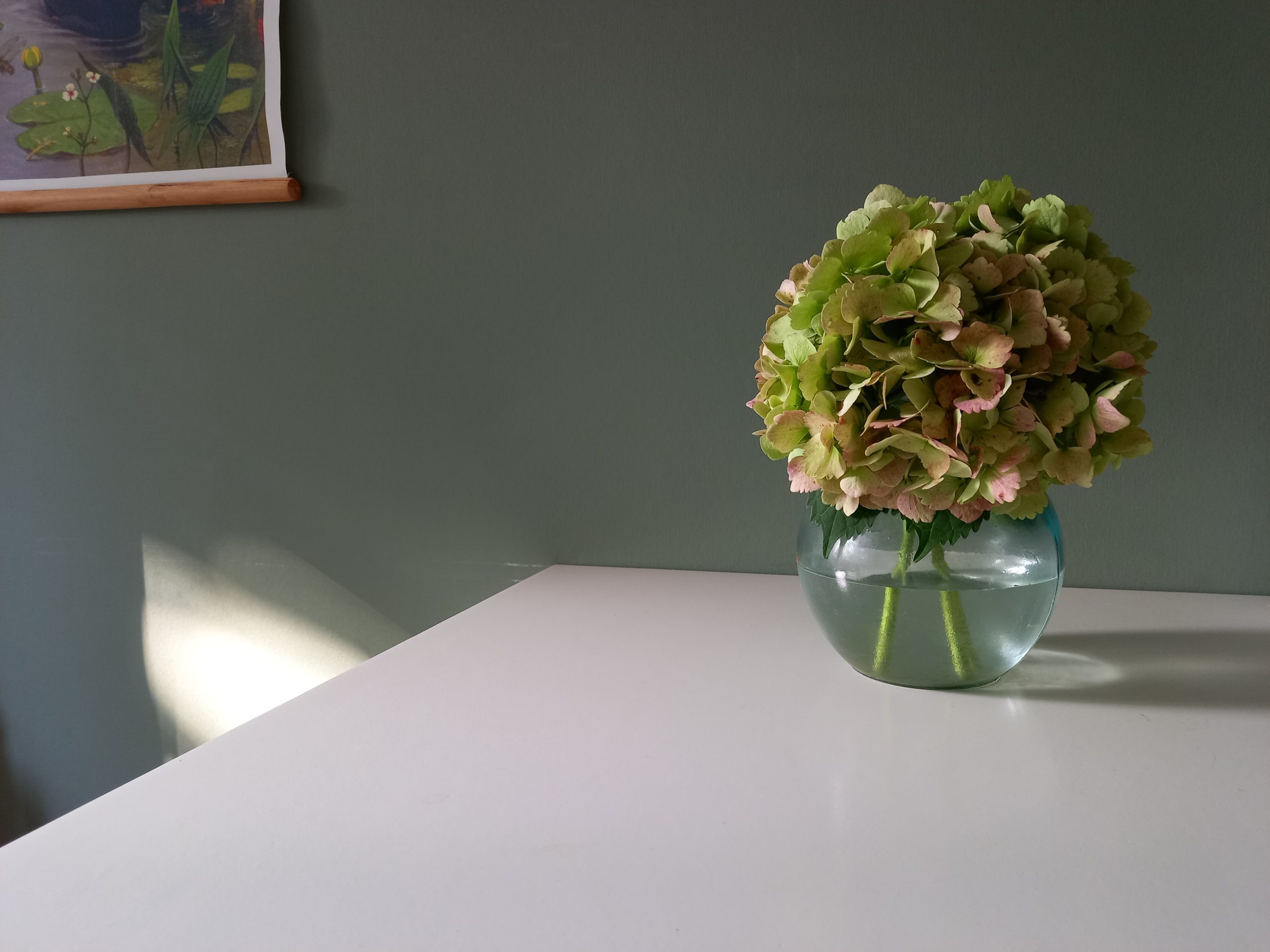 plant
