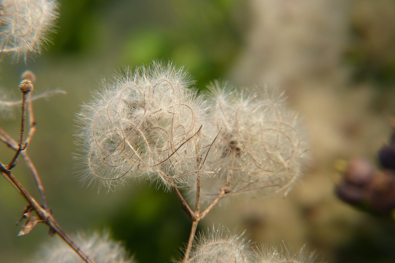 nature-3239509_1280